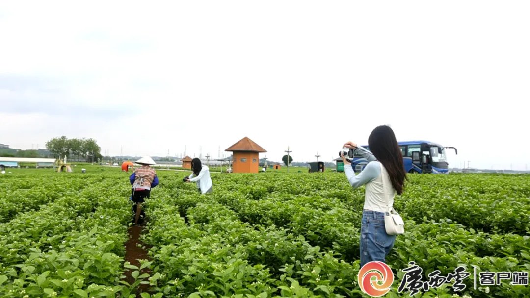 “世界茉莉花都”面临洪水威胁,多座水库发生险情,危及下游群众!当地茉莉花产业年产值超190亿元,出口70多国
